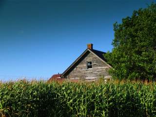 House field corn trees blue - a few cloud free wallpaper