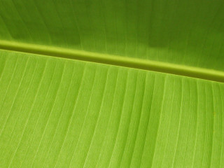 Green leaf white background red 2 - a green leaf free wallpaper