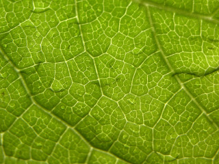 Green leaf closeup surface lines - thin free wallpaper