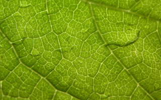 Close up green leaf water 2 - a green leaf free wallpaper
