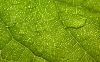 Close up green leaf water 3 - a green leaf free wallpaper