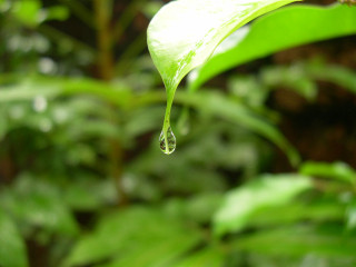 Green leaf water drop macro 2 - end free wallpaper