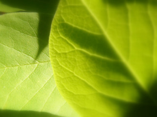 Green leaf macro photorealism blurry - a green leaf free wallpaper