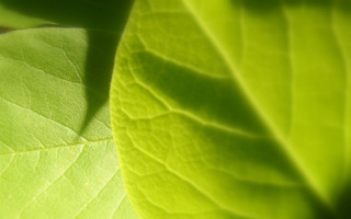 Green leaf macro blurry background - a green leaf free wallpaper