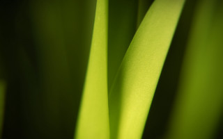 Green plant macro shallow depth 6 - thin free wallpaper