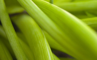 Green plants leaves close up 2 - focus free wallpaper