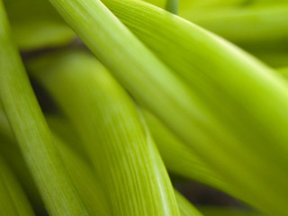 Green plant closeup long leaves 2 - a green plant free wallpaper
