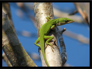 Green lizard sitting tree branch 4 - a green lizard free wallpaper