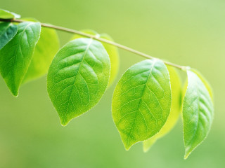 Three green leaves hanging branch 2 - environmental art free wallpaper for desktop