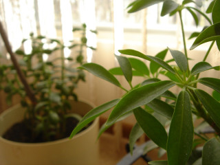 Potted plant green leaves window - domirinic fegallia free wallpaper