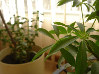 Potted plant green leaves table - domirinic fegallia free wallpaper