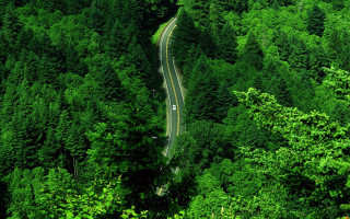 Lush forest road car scenery - lush free wallpaper