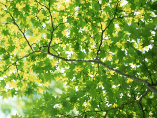 Tree green leaves white frisbee - postminimalism free wallpaper for desktop