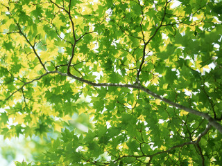 Green bush white bird tree - art green free wallpaper