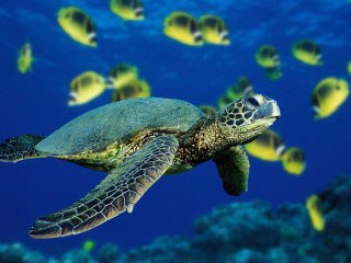 Green sea turtle swims school - near free wallpaper