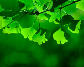 Green leaves branch macro naturalism - branch and a blurry background free wallpaper