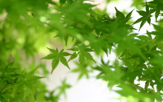 Leafy tree closeup blurry background 3 - green free wallpaper for desktop