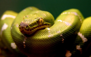 Green snake yellow stripe black 2 - a green snake free wallpaper