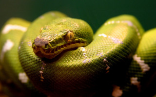 Green snake yellow stripe cobra - a black stripe free wallpaper