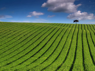 Tree field grass blue sky 5 - grass free wallpaper