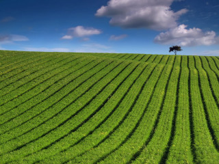 Tree field grass blue sky 6 - grass free wallpaper