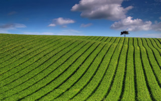 Lone tree green hill blue - grass free wallpaper