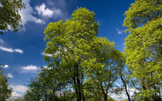 Park bench trees sunny day 2 - a park free wallpaper