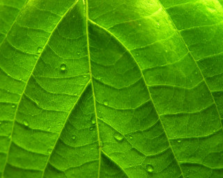 Green leaf water drops macro 4 - green background free wallpaper