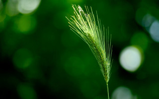 Close up green plant blurry - a green plant free wallpaper