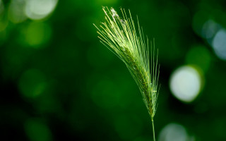 Bamboo green macro forest moon - a green plant free wallpaper