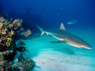 Large gray shark swimming sandy - coral free wallpaper