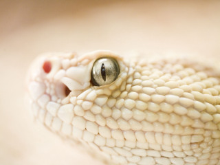Snake head closeup white background - free animals wallpaper