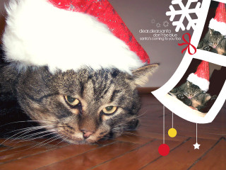 Cat santa hat wooden floor - a picture frame free wallpaper