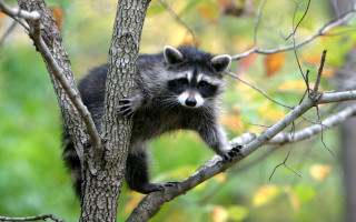 Raccoon climbing tree branch forest - green grass and trees free wallpaper