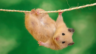 Hamster hanging upside down rope 3 - its paw free wallpaper