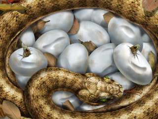 Snake basket eggs items mouth 2 - mouth free wallpaper
