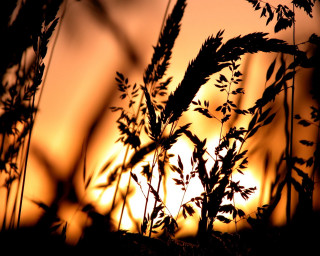 Plant silhouette sunset sky background - grass free wallpaper