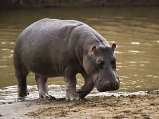 Hippo standing water mud dirt 2 - free animals wallpaper