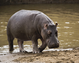 Hippo head sand nose water - its head in free wallpaper