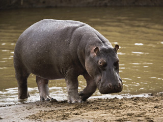 Hippo standing water mud dirt 3 - free animals wallpaper