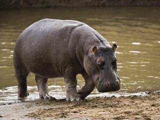 Hippo standing water head sand - its head in free wallpaper