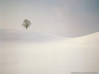 Lone tree snowy landscape blue - a minimalist painting free wallpaper