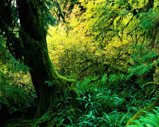 Lush green forest sunny day 4 - a bench in the middle free wallpaper