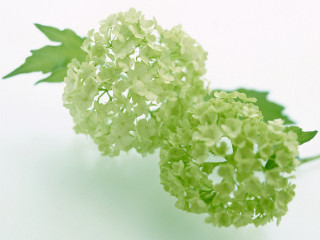 Close up flower white surface 2 - a white surface free wallpaper