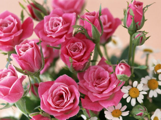 Vase pink roses white daisies - pink rose free wallpaper