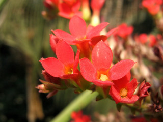 Red flower green stems blurry 2 - the background and a blurry background behind free wallpaper