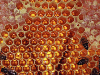 Honeycomb closeup bees inside bee - a bee free wallpaper