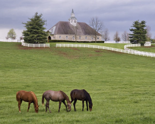 Three horses grazing field barn 2 - anne rigney free wallpaper