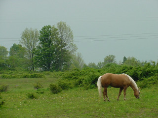 Horse grazing field trees telephone - tonalism free wallpaper
