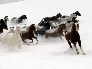 Herd horses running snow field - ground free wallpaper